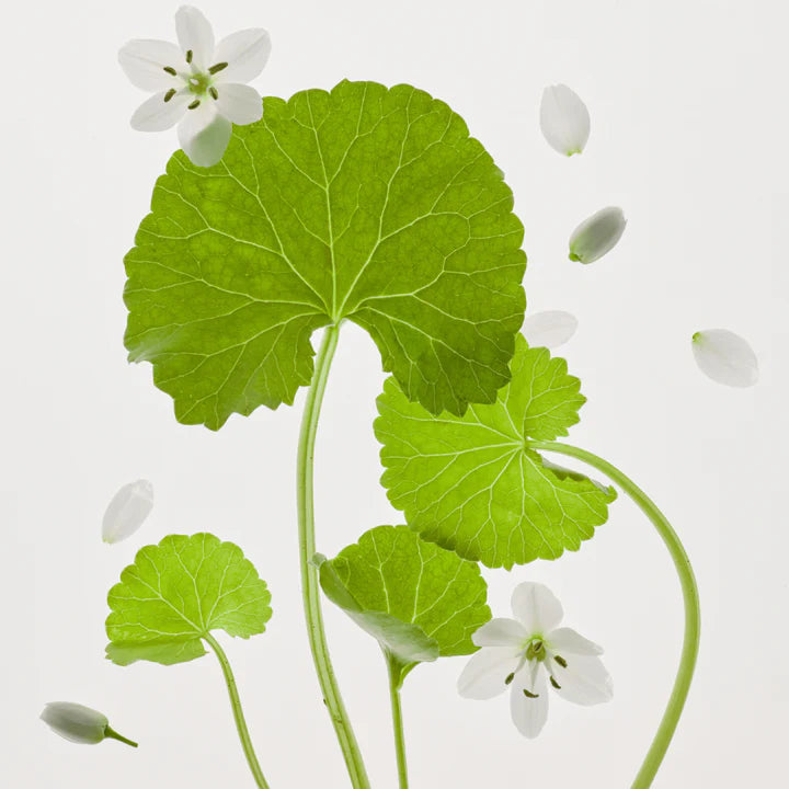 Beauty of Joseon Light On Serum : Centella + Vita C 30ml